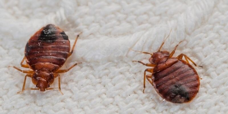 Bed bugs Extermination