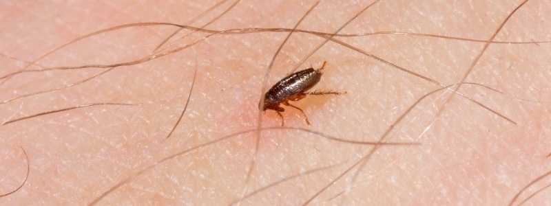 Fleas Extermination